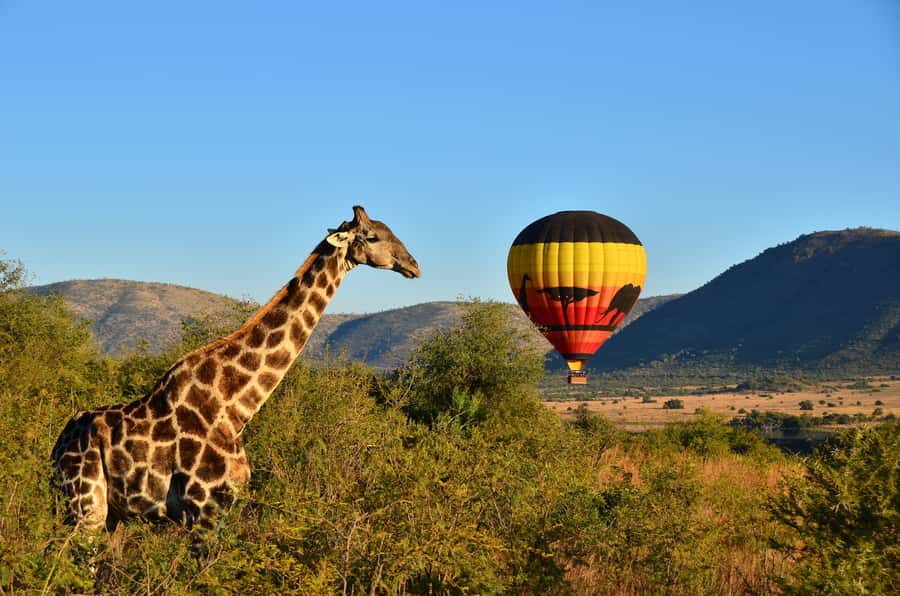 Pilanesberg National Park/Sun City Hot Air Balloon Safari - The basket, briefing, and first lift
