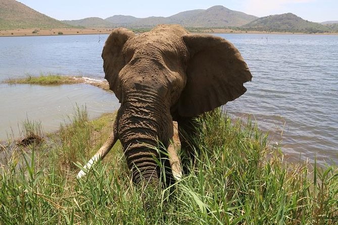 Pilanesberg Nature Reserve - Why Pilanesberg makes sense for a first safari