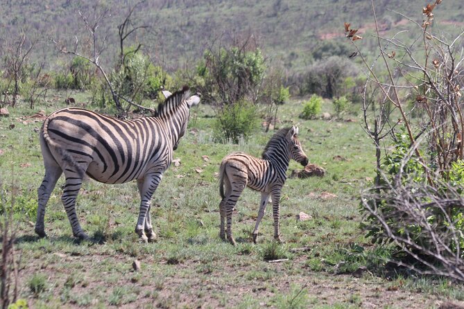 Pilanesberg Nature Reserve - The 06:00 pickup and the long road to the reserve