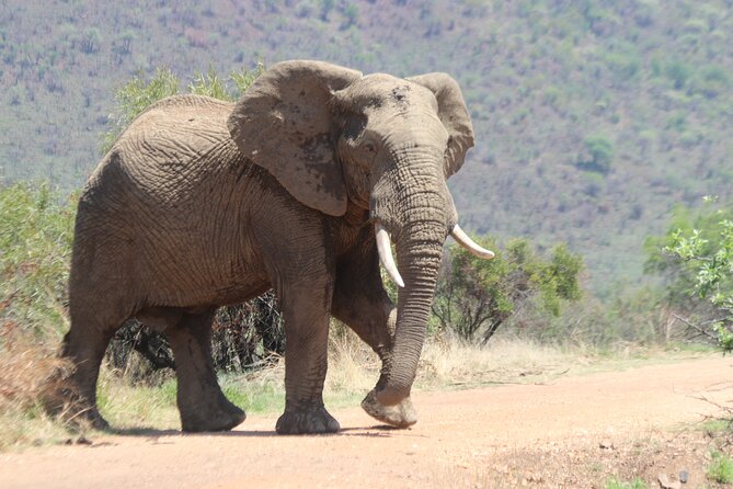 Pilanesberg Nature Reserve - Searching for the Big Five without false promises