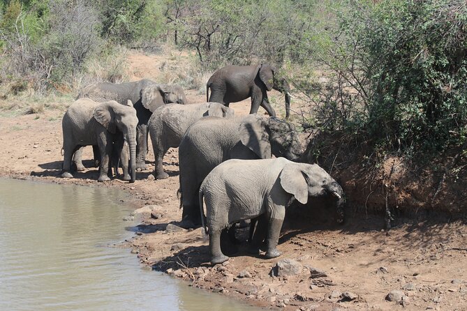 Pilanesberg Nature Reserve - Photos sent to your phone after the safari