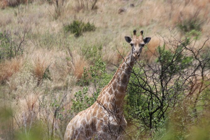 Pilanesberg Nature Reserve - What the $229.31 price includes