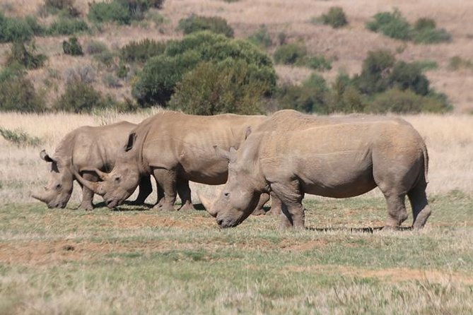 Pilanesberg Nature Reserve - Exploring 550 square kilometres in an open vehicle