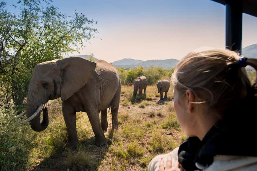 Pilanesberg: Two-Day Camping Adventure from Johannesburg - Three hours among Pilanesberg’s wildlife