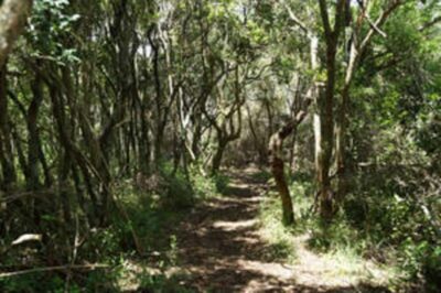 Plettenberg: 2-Hour Zipline Tour