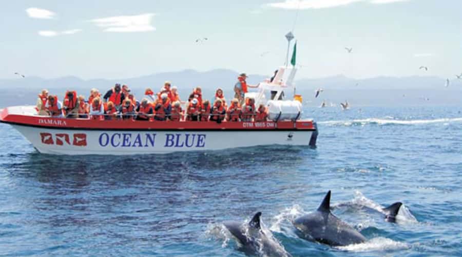 Plettenberg Bay: Dolphin and Marine Boat Tour - Key points before you book