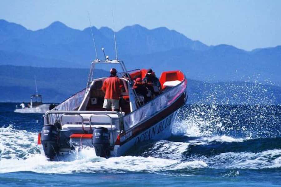 Plettenberg Bay: Dolphin and Marine Boat Tour - Why the dolphin search is worth your morning