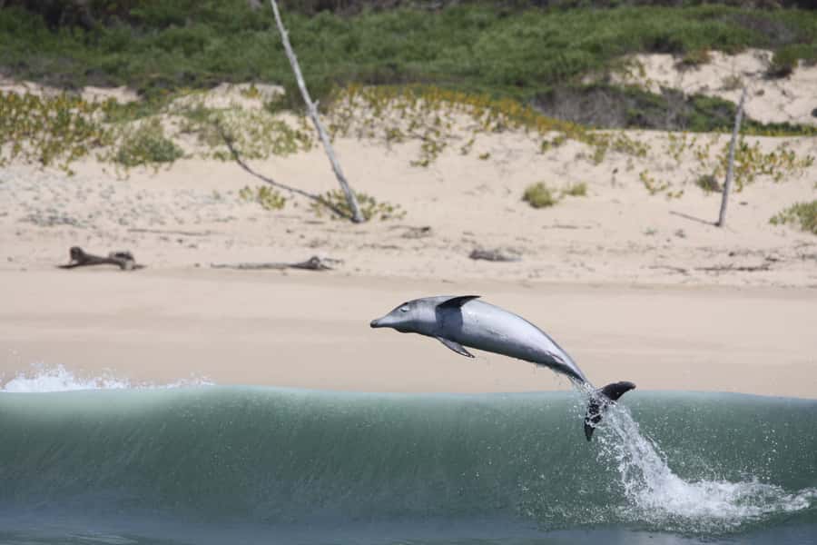 Plettenberg Bay: Dolphin and Marine Boat Tour - The wild side of Robberg Peninsula