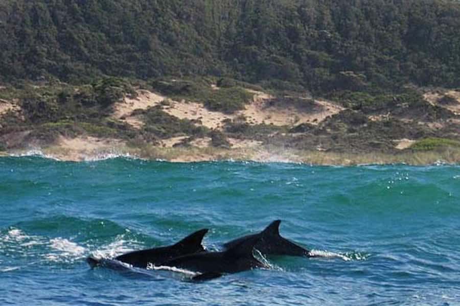 Plettenberg Bay: Dolphin and Marine Boat Tour - The inside of Robberg and the Cape Fur Seal Colony