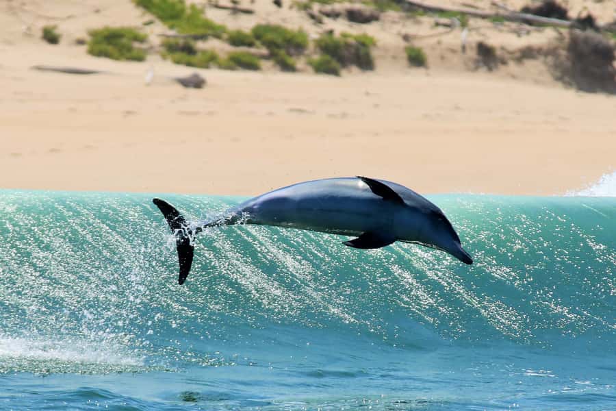 Plettenberg Bay: Dolphin and Marine Boat Tour - Robberg Beach, Beacon Island, and the final landing