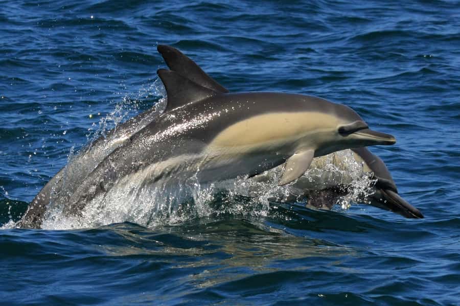 Plettenberg Bay: Dolphin and Marine Boat Tour - Is $46 good value for 90 minutes?