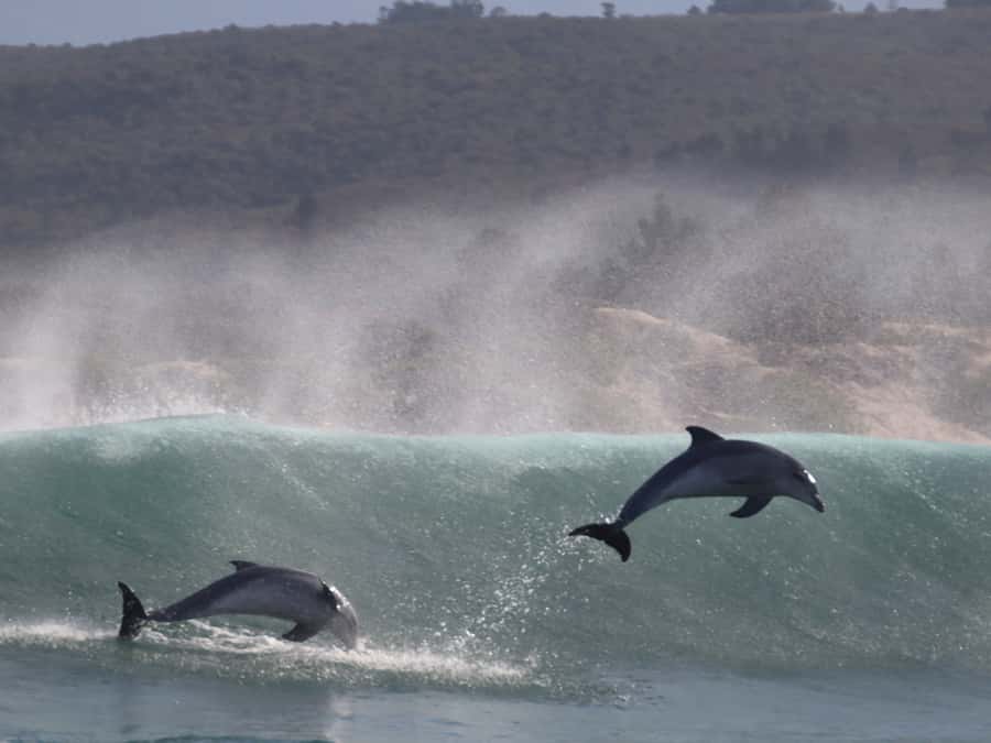 Plettenberg Bay: Dolphin and Marine Boat Tour - Who should book this boat ride?