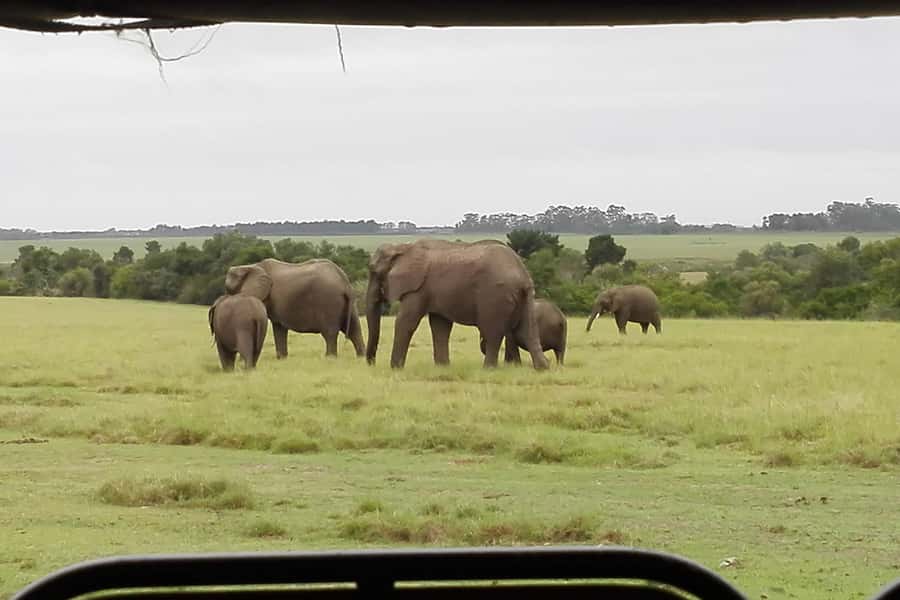 Plettenberg Bay Game Reserve: 2-Hour Game Drive - A short safari near Plettenberg Bay