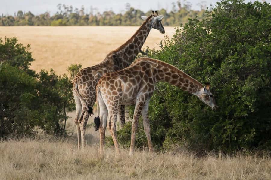 Plettenberg Bay Game Reserve: 2-Hour Game Drive - Starting at the Safari Center