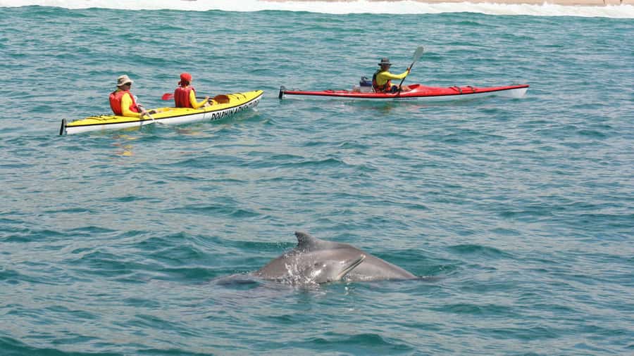 Plettenberg Bay: Guided Sea Kayak Tour - Paddling toward Robberg and the mountains