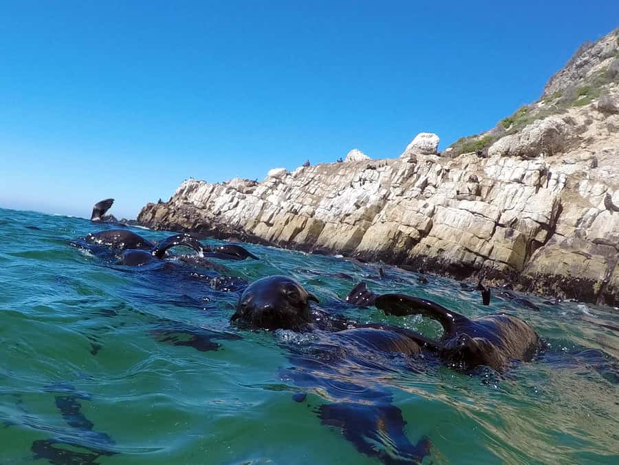 Plettenberg Bay: Seal Colony Viewing Excursion - Watching Cape fur seals at Robberg Marine Protected Area
