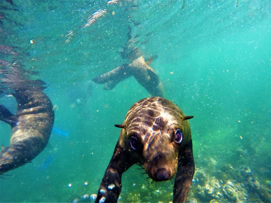 Plettenberg Bay: Seal Colony Viewing Excursion - Timing, comfort, and small practical choices