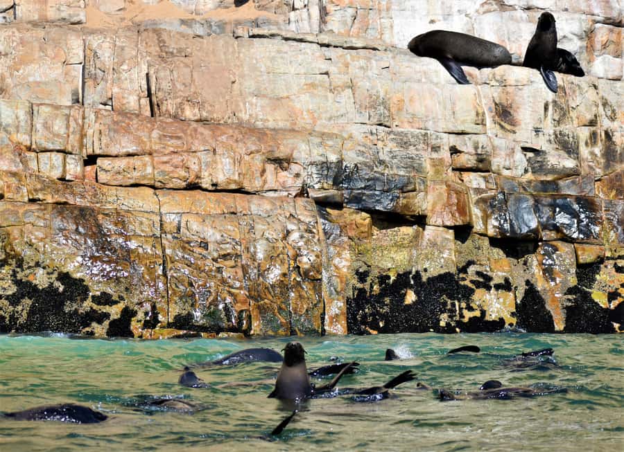 Plettenberg Bay: Seal Colony Viewing Excursion - Should you book the Robberg seal excursion?