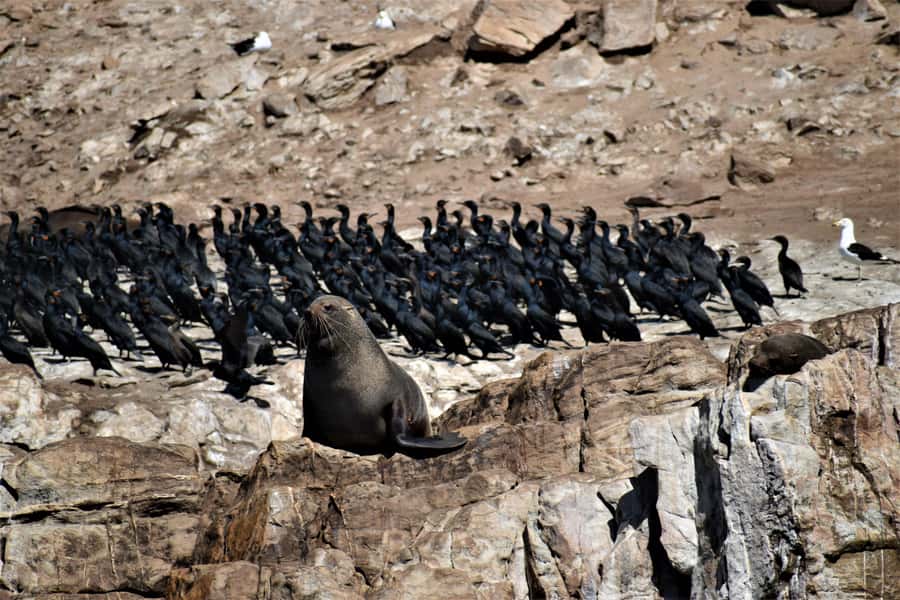 Plettenberg Bay: Seal Colony Viewing Excursion - Riding the Robberg Express through the surf