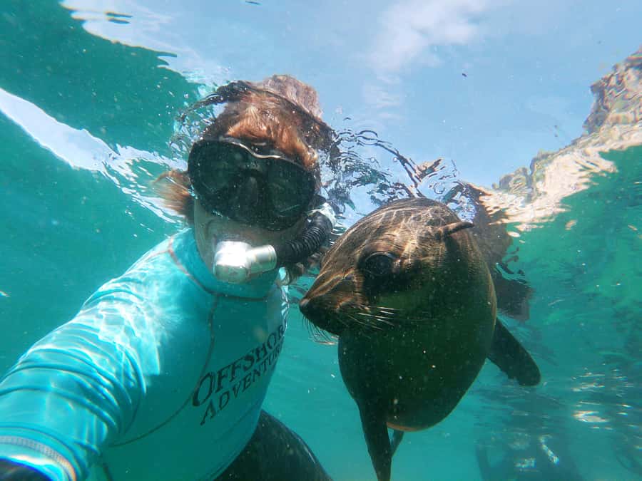 Plettenberg Bay: Swim with Seals - Key points to know before you book