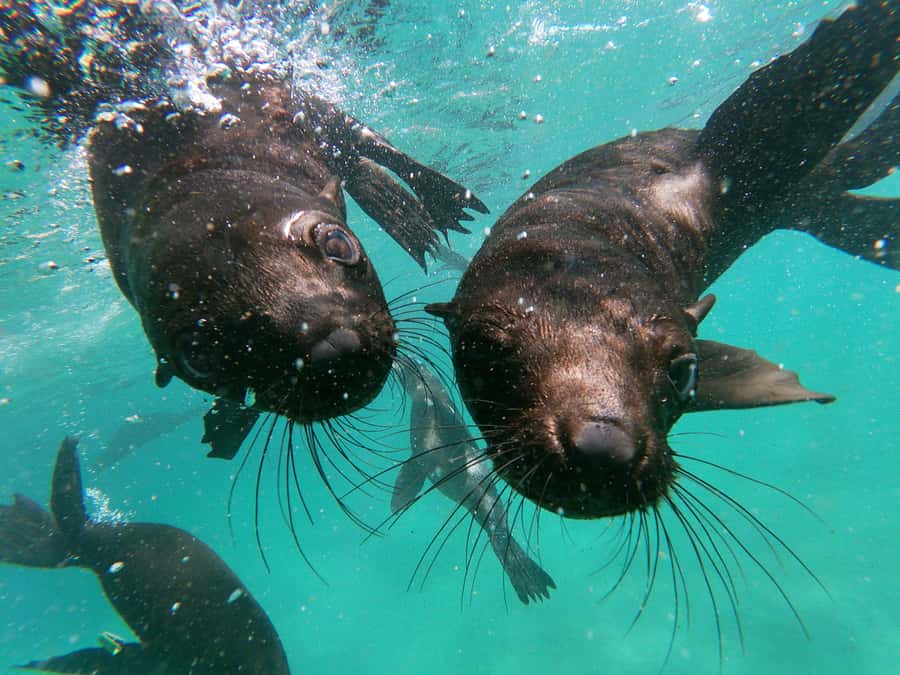 Plettenberg Bay: Swim with Seals - How this compares with a seal-watching cruise