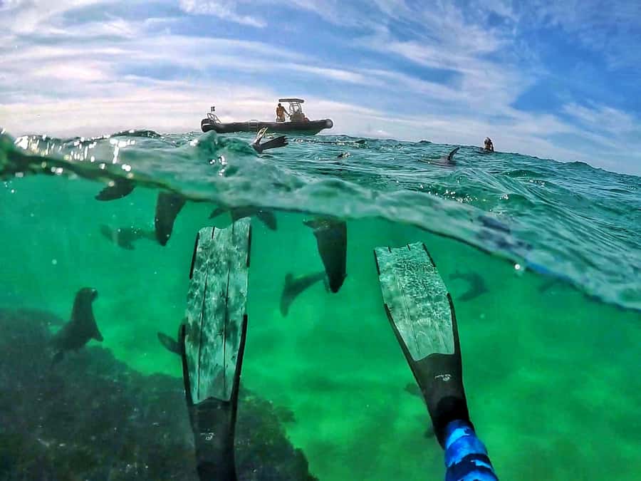 Plettenberg Bay: Swim with Seals - Entering the Robberg Marine Protected Area