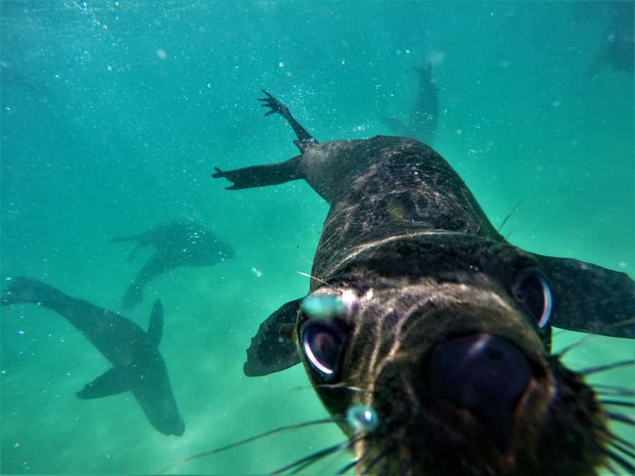 Plettenberg Bay: Swim with Seals - What 30 minutes with the seals feels like