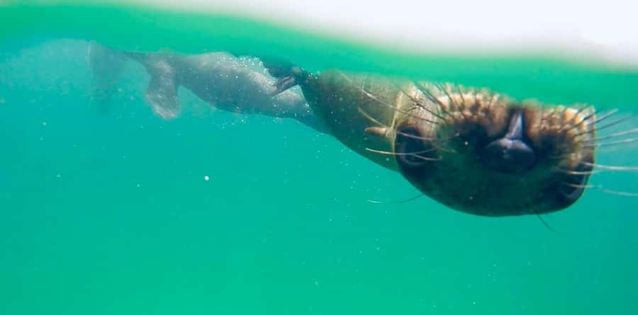 Plettenberg Bay: Swim with Seals - Is $61 a fair price?