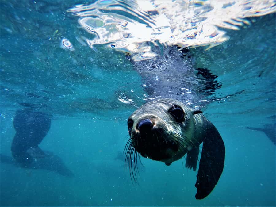 Plettenberg Bay: Swim with Seals - Who should book this Plettenberg Bay activity?