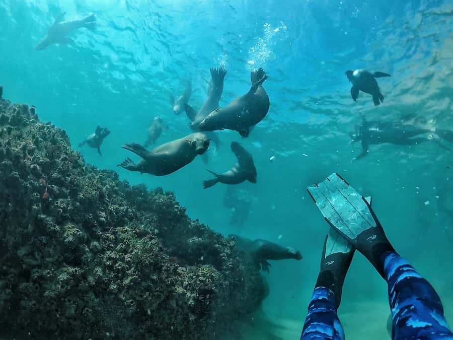 Plettenberg Bay: Swim with Seals - The boat ride to Robberg Nature Reserve