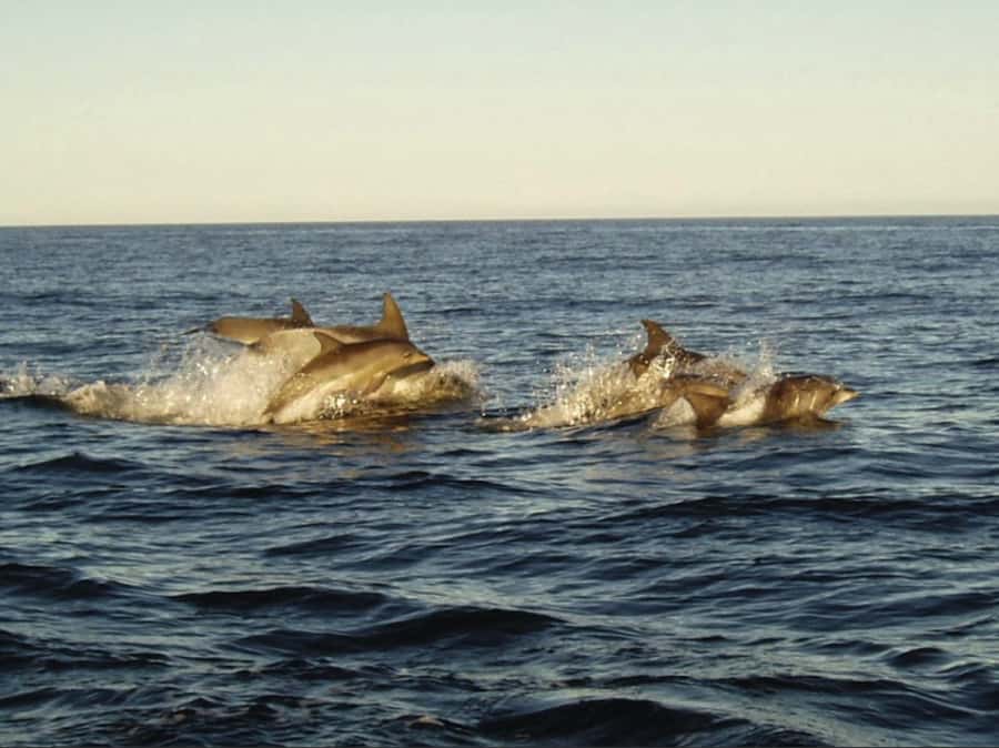 Plettenberg Bay: Whale Watching Boat Cruise - Key points to know before booking