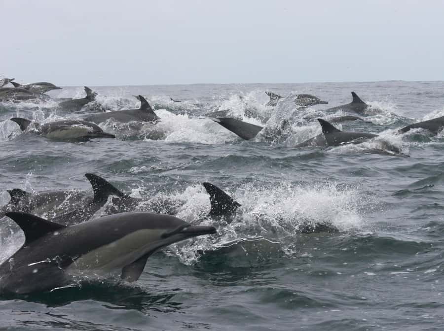 Plettenberg Bay: Whale Watching Boat Cruise - Whale sightings from June through November