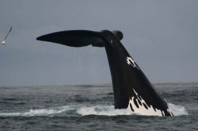 Whale Watching Boat Cruise