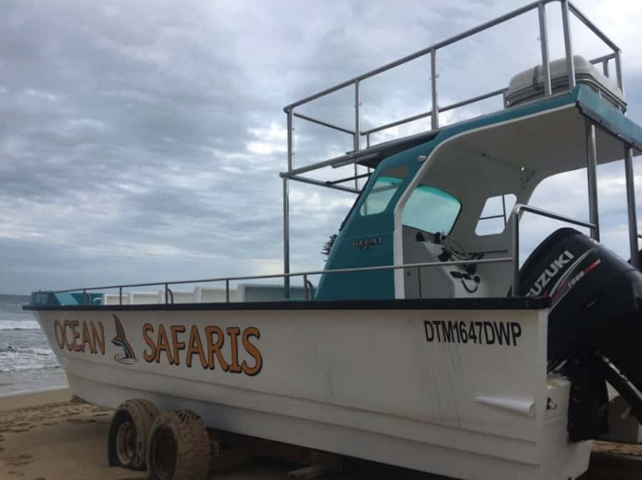 Plettenberg Bay: Whale Watching Boat Cruise - When to book your departure