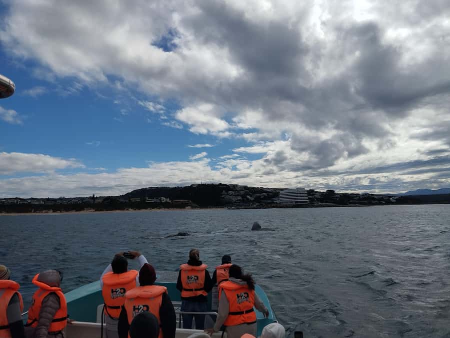 Plettenberg Bay: Whale Watching Boat Cruise - Who will enjoy this most