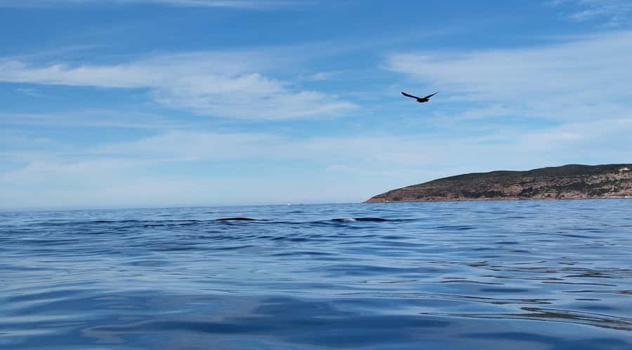 Plettenberg Bay: Whale Watching Boat Cruise - Should you book the Plettenberg Bay whale cruise?