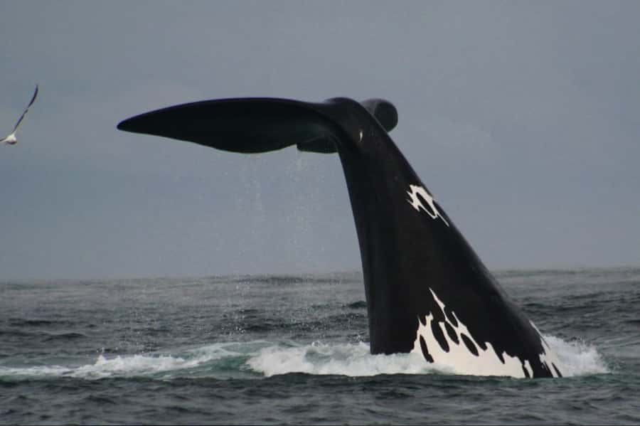 Plettenberg Bay: Whale Watching Boat Cruise - Two hours along Plettenberg Bay