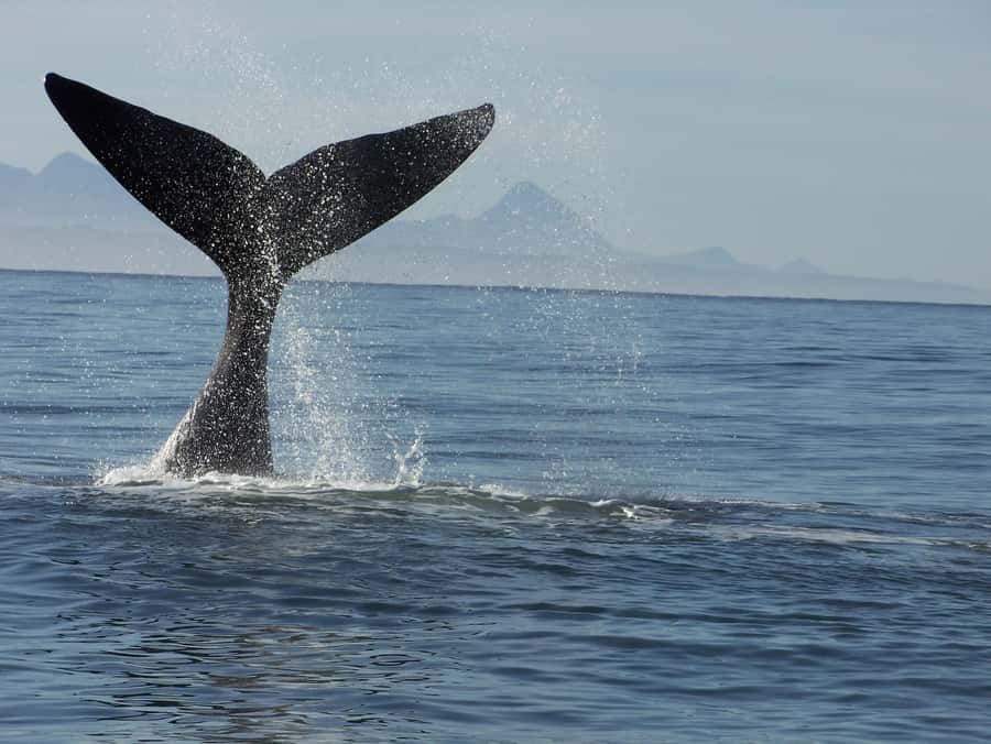 Plettenberg Bay: Whale-Watching Cruise - Key points before you book