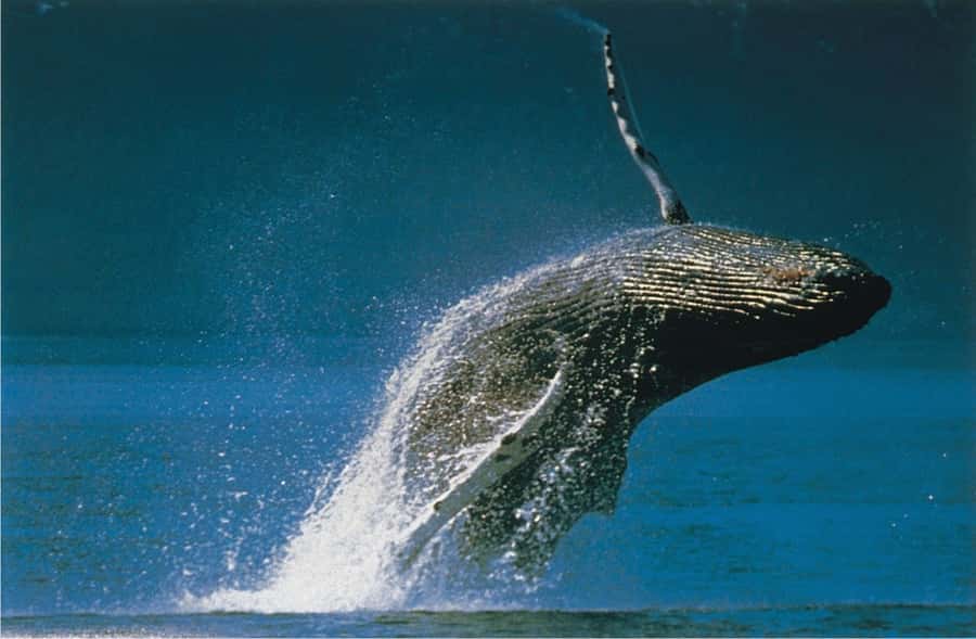 Plettenberg Bay: Whale-Watching Cruise - A whale search, not a whale show