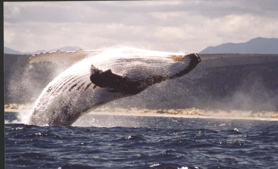Plettenberg Bay: Whale-Watching Cruise - The surf launch sets the tone