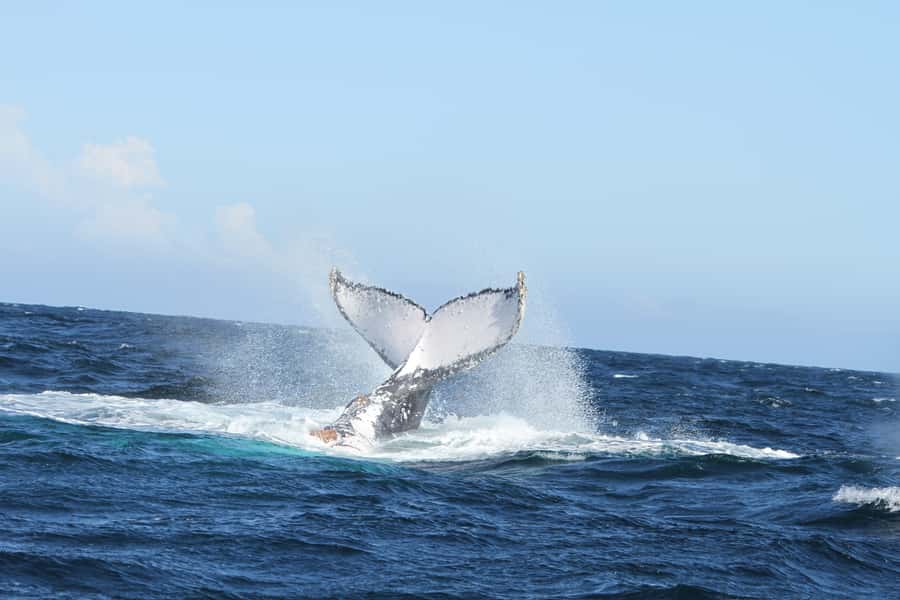 Plettenberg Bay: Whale-Watching Cruise - Searching near shore for Southern Right Whales