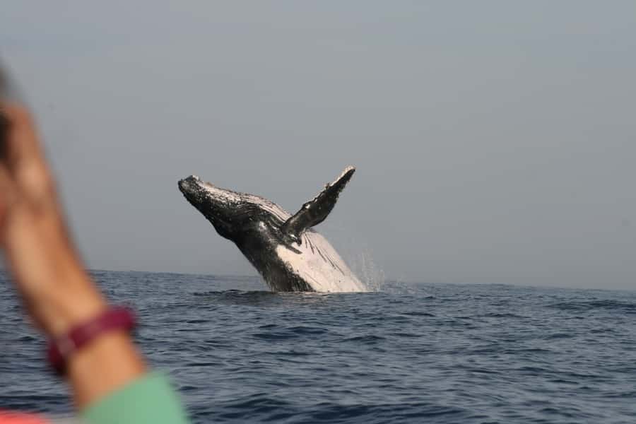 Plettenberg Bay: Whale-Watching Cruise - Heading south toward the Humpback Highway