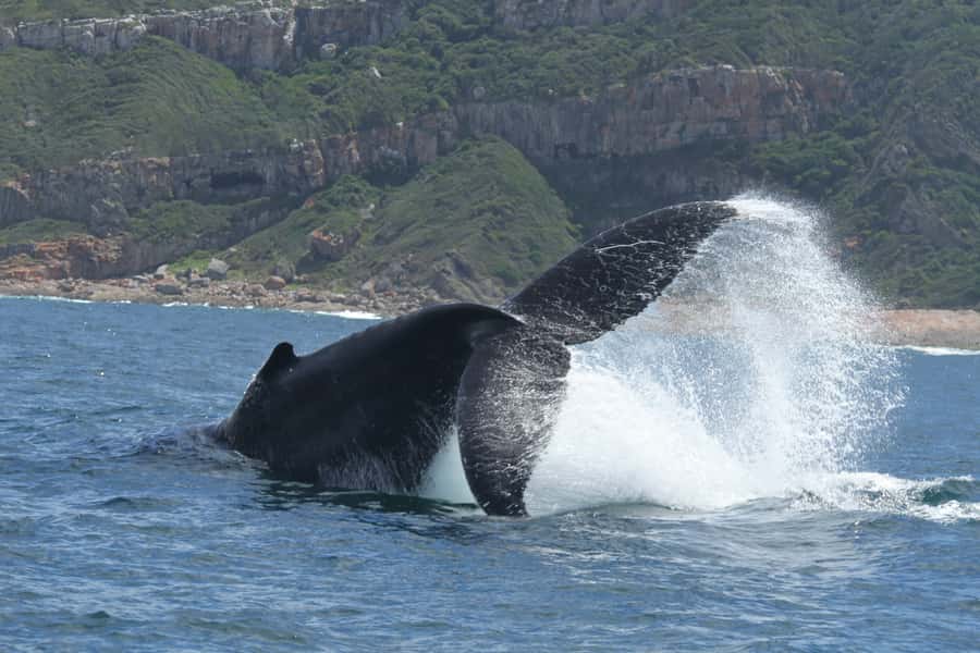 Plettenberg Bay: Whale-Watching Cruise - Dolphins, sharks, and other marine life