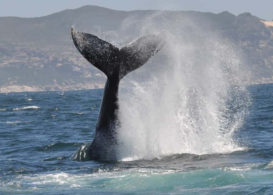Plettenberg Bay: Whale-Watching Cruise - What the $77 price delivers