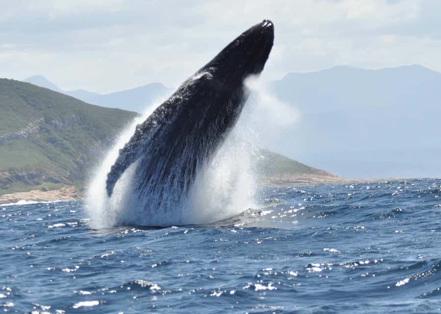Plettenberg Bay: Whale-Watching Cruise - Who will enjoy this most