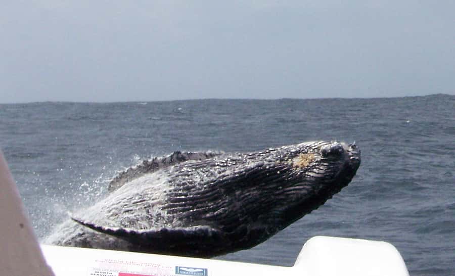Plettenberg Bay: Whale-Watching Cruise - Meeting at Milkwood Centre