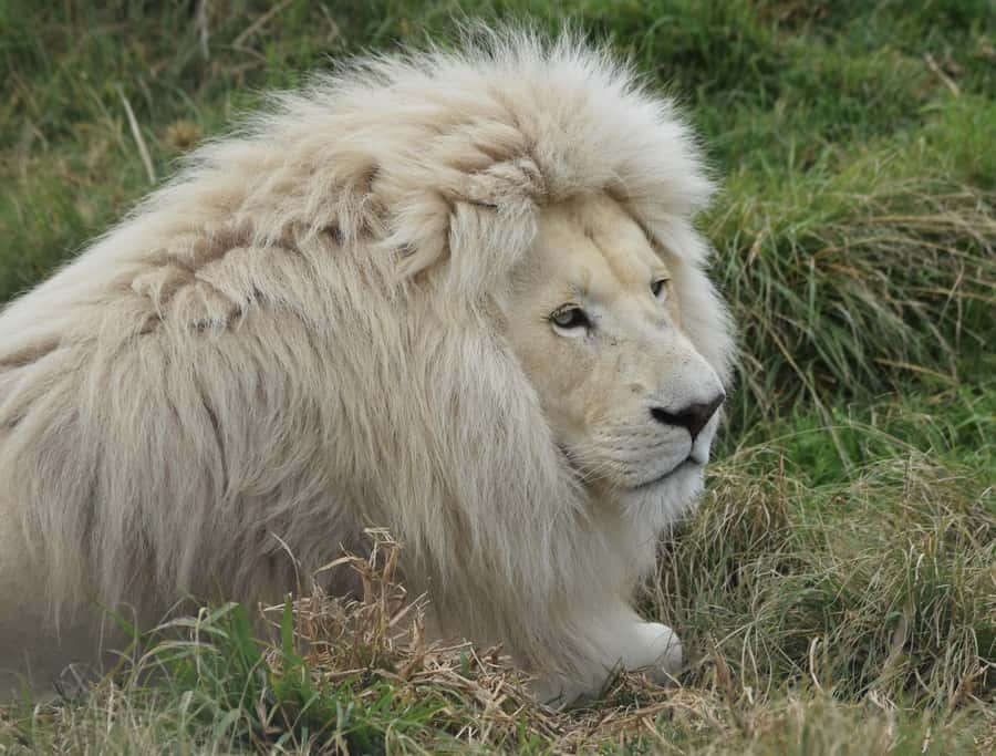 Plettenberg Bay: Wild Cat and Wildlife Guided Tour - Meeting rescued cats at Tenikwa