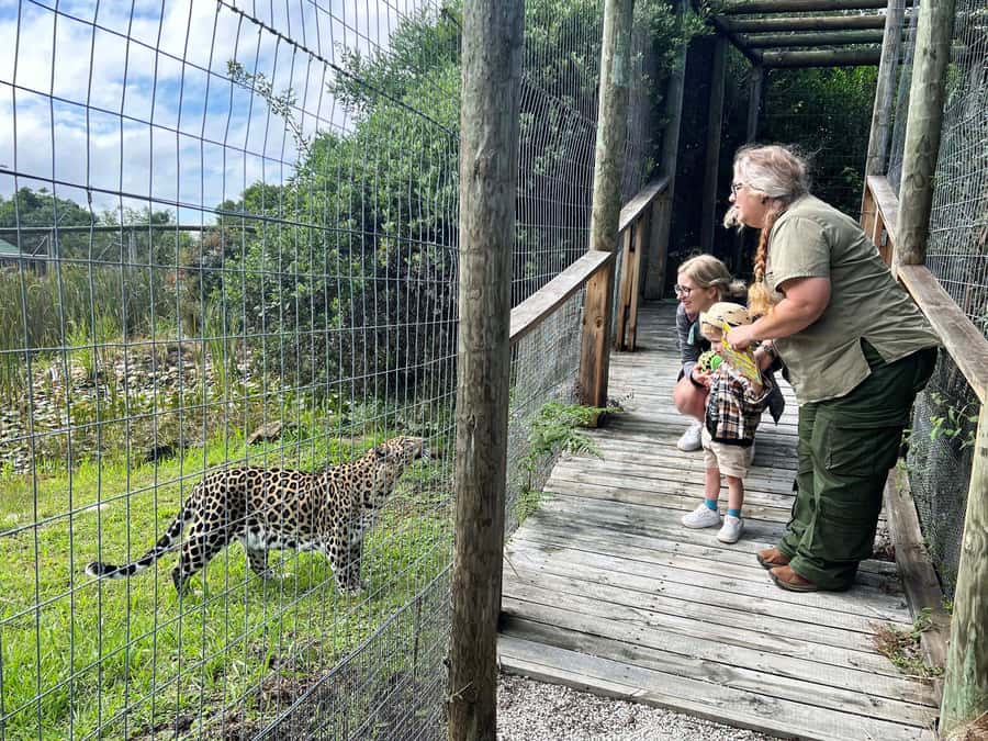 Plettenberg Bay: Wild Cat and Wildlife Guided Tour - The five-minute safety briefing