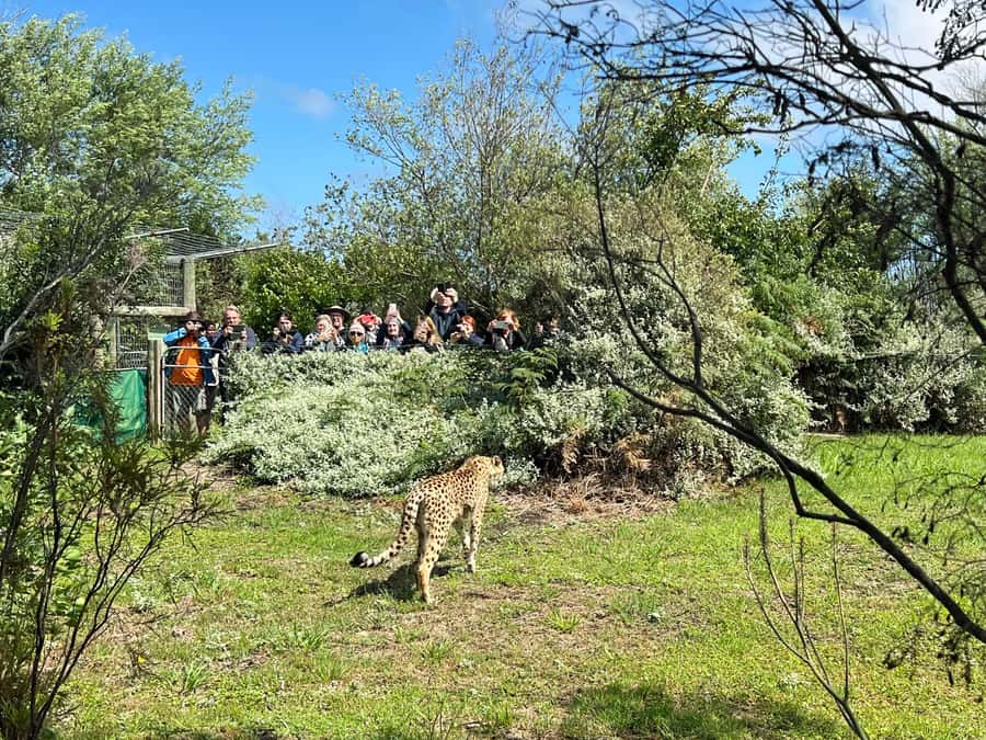 Plettenberg Bay: Wild Cat and Wildlife Guided Tour - Lions, leopards, cheetahs, servals, and caracals