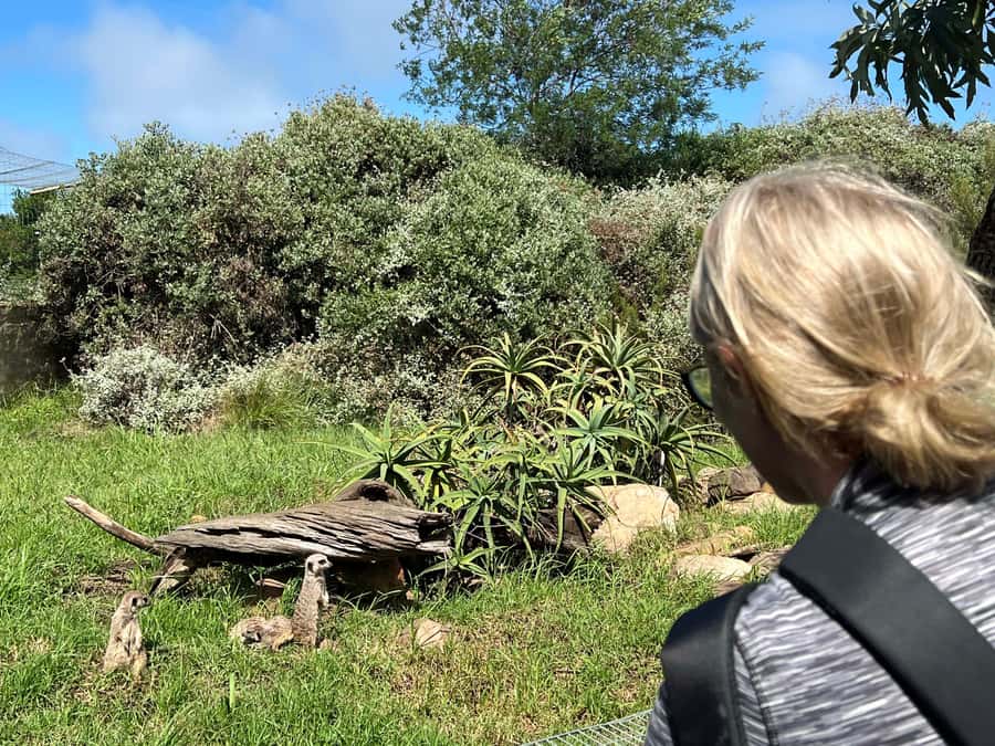 Plettenberg Bay: Wild Cat and Wildlife Guided Tour - Meerkats, marabou storks, and the Blue Crane